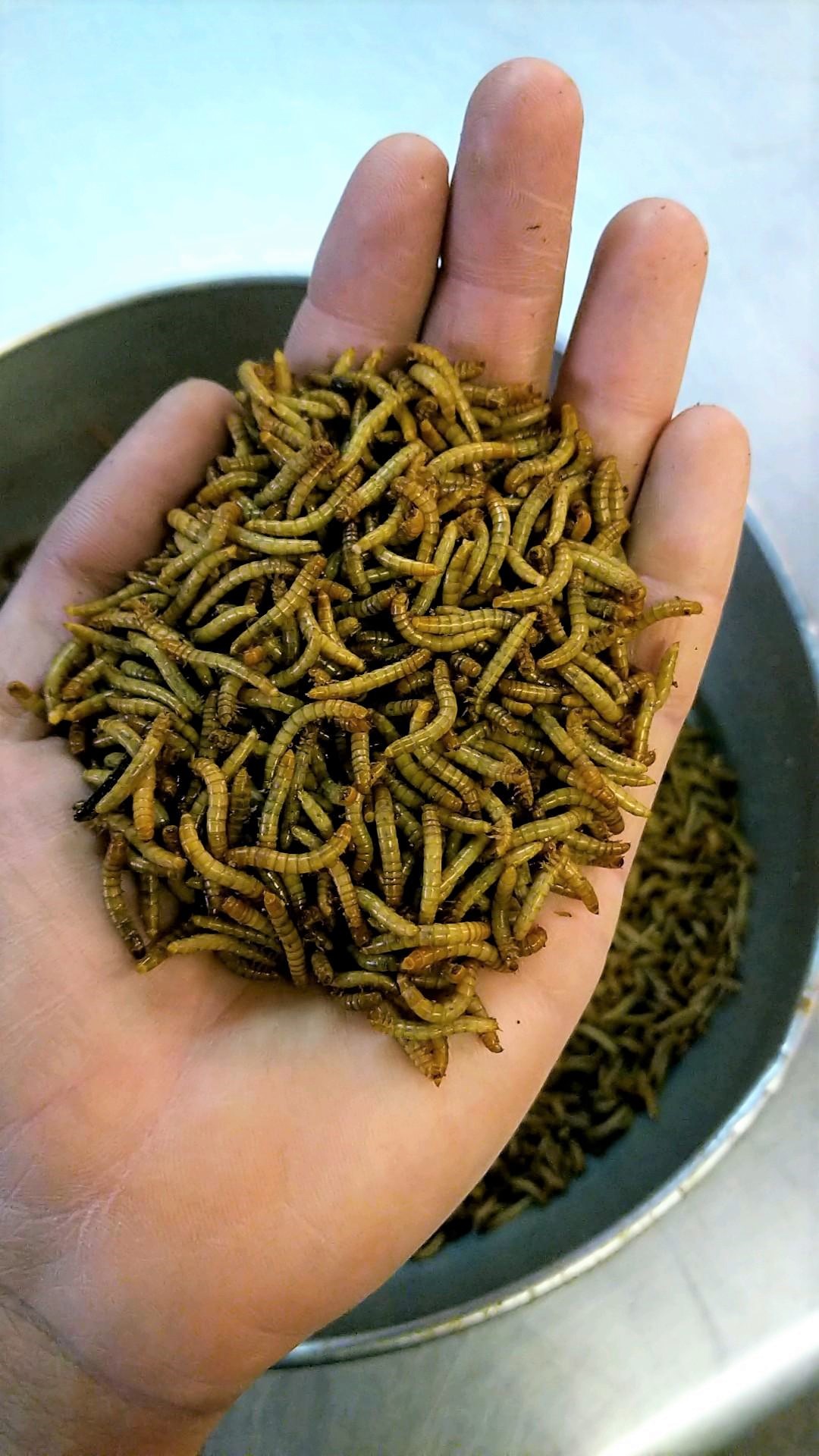 How to Raise Mealworms for Chickens Backyard Poultry